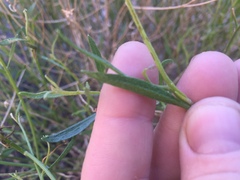 Baccharis brachyphylla