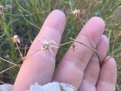 Baccharis brachyphylla