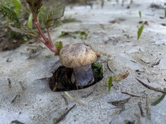 Cortinarius subolivascens