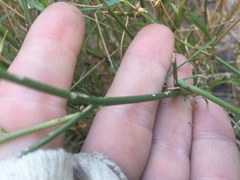 Baccharis brachyphylla