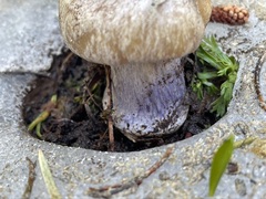 Cortinarius subolivascens