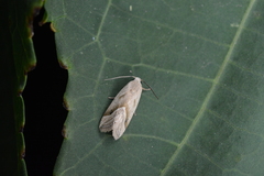 Micrathetis tecnion