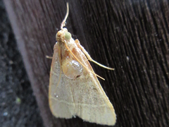 Hypsopygia glaucinalis