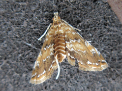 Elophila turbata