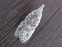 Tornodoxa paraleptopalta