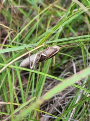 Paratylotropidia brunneri