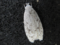 Scythropiodes hamatellus