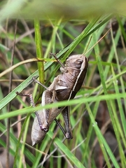 Paratylotropidia brunneri