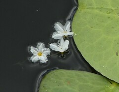 Nymphoides aquatica