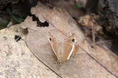Abisara neophron