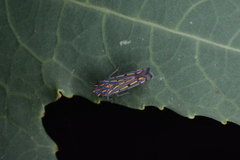 Apogonalia stalii