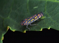 Apogonalia stalii