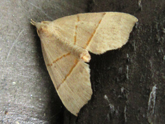 Gonepatica opalina