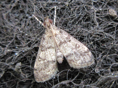 Dolicharthria bruguieralis