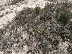 Ephedra compacta