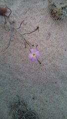 Malcolmia littorea