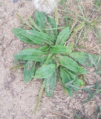 Plantago depressa