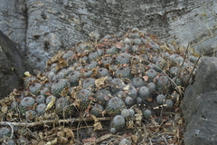 Mammillaria beneckei