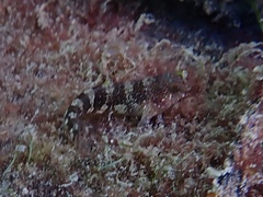 Hypleurochilus bermudensis