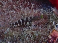 Hypleurochilus bermudensis