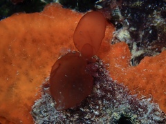 Botryocladia