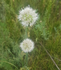 Allium leucocephalum
