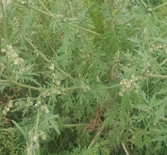 Artemisia sieversiana