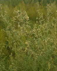 Artemisia gmelinii