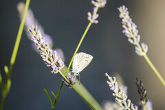 Polyommatus daphnis
