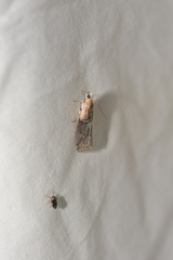 Acrobasis palliolella