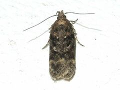 Chionodes thoraceochrella