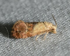 Eugnosta erigeronana