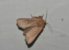 Agrotis vetusta