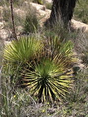 Agave striata