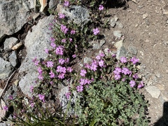 Epilobium obcordatum