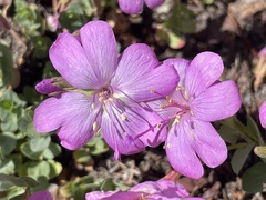 Epilobium obcordatum