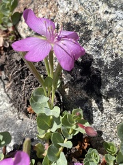 Epilobium obcordatum