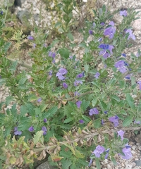 Dracocephalum foetidum