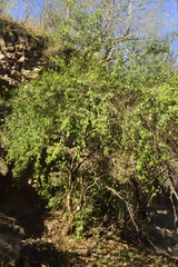 Erythroxylum havanense