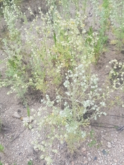 Artemisia sieversiana