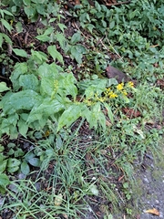 Solidago flexicaulis
