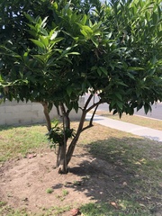 Syzygium samarangense