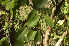 Erythroxylum havanense