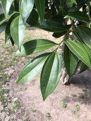 Syzygium samarangense