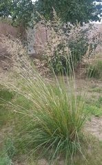 Stipa splendens