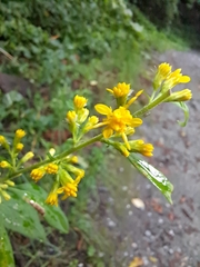 Solidago flexicaulis