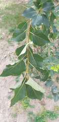 Populus suaveolens
