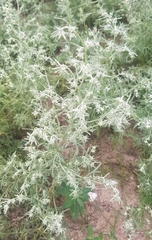 Artemisia sieversiana