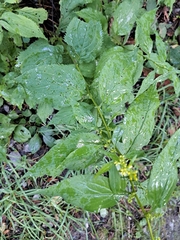 Solidago flexicaulis