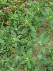 Chenopodium acuminatum